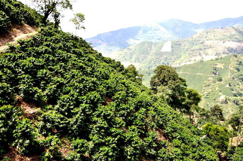 Hacienda La claudina Kolubia