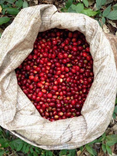 Kenya harvest